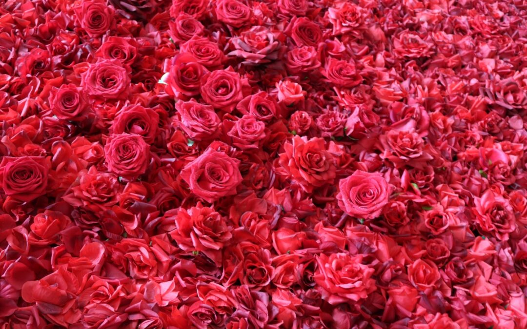 10.000 rosas para volver