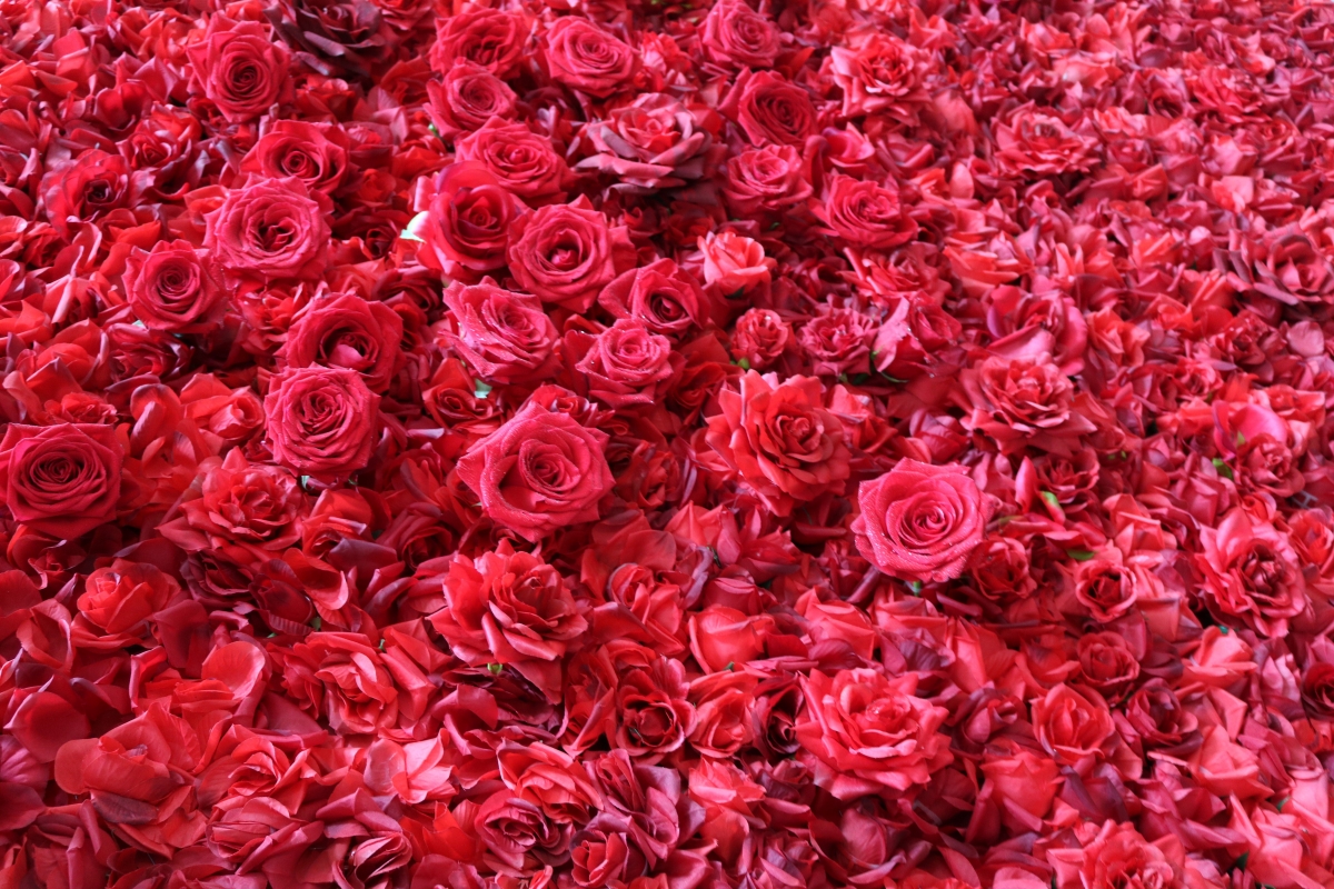 10000 rosas para volver