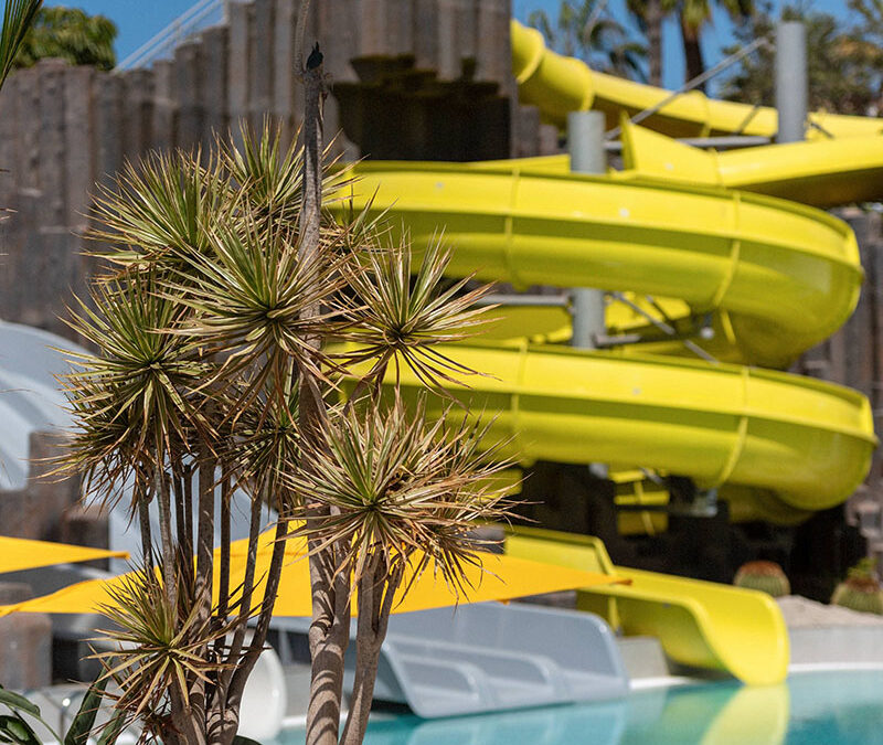 Cómo afecta el calor a las plantas y cómo protegerlas