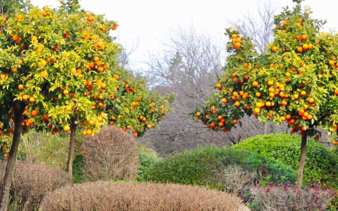 Jardín con tratamiento topiario