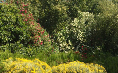 Paisajismo jardín: cómo planificar tu espacio para adaptarlo a cada estación